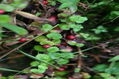 Hemiphragma heterophyllum